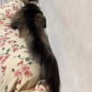 幻の珍獣？