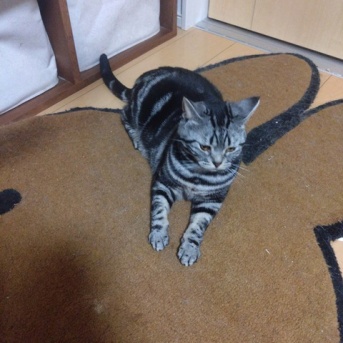 実物のﾈｺﾁｬﾝたちセカンド179