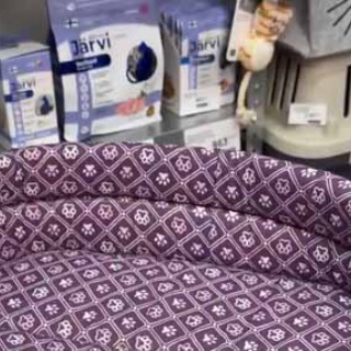 猫の動画 ねこわん！