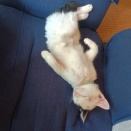 5匹の子猫　その後
