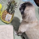 ぷくとパイナポー♪