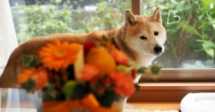 柴犬貫太の誕生日の動画です♪