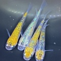 🐟金魚・メダカ入舎情報‼️