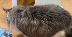 猫トイレをベッドに改造