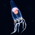 5月9日　刺激的な水中生物