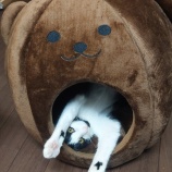 『可愛いドーム型ベッドをいただきました🎵』の画像
