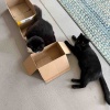 【ポチクロ猫日記】パーソナルスペースは１５センチよ【トライアル１９日目】