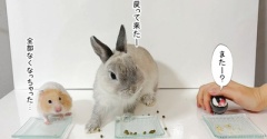 我が家の子たち整列～