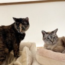 前世は＆肉豆腐