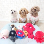 元保護犬 マルチーズとトイプードルの記録♪
