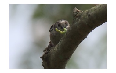 『令和6(2024)年6月27日の鳥さん Vol.2　21世紀の森と広場で野鳥の観察･撮影 小鳥が色々現る!!エナガも結構登場!!』の画像