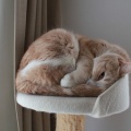 キャットタワーの危機