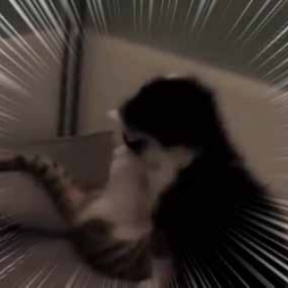 猫の動画 ねこわん！