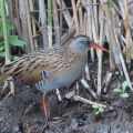 クイナの蔵出し画像14🦜（多々良沼公園）
