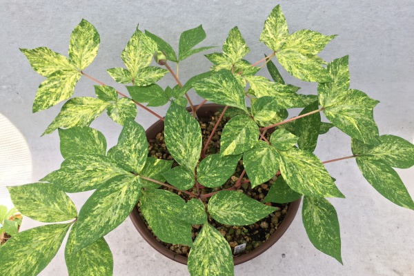 北の山野草ハウスのblog - ヤマシャクヤク