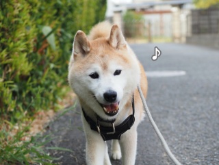 シニア犬貫太の夕散歩♪