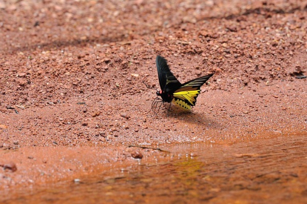 Naturing Thailand - ｷｼﾀｱｹﾞﾊ属