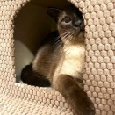 【要予約】2月22日(日)猫の日！里親会のお知らせ