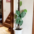 モンステラの管理