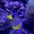 猫吉の海水魚日記
