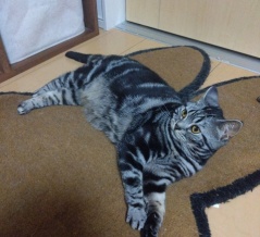 実物のﾈｺﾁｬﾝたちセカンド159