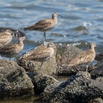 Tokyo_wildbirdpark_blog