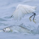 魚