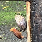 Chococoの旅の備忘録