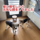 うどんペッした日