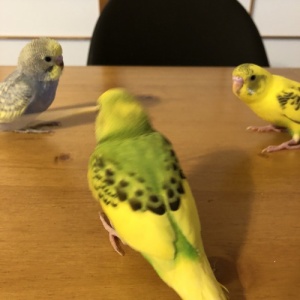 怪奇現象 伊良湖のハエ１００匹