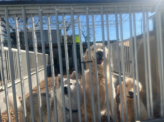 今日もバタバタとレスキューの犬達がやって来ました。