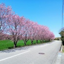 鮮やかな八重桜の並木道