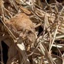 あった！カマキリの卵しょう！（2026/03/27）