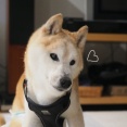 10月並みの涼しさとか…