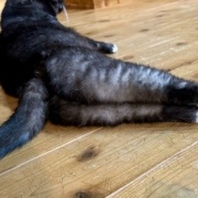 姉の家の猫が甘えてくれた話と名古屋でのランチ