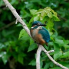 『投稿：BORG71FL +1.4倍テレコンでカワセミ幼鳥を撮る　2024/06/17』の画像