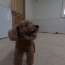 こはくさん。