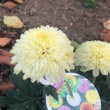 �ء�ī�Τ��������Ρʾ��¡ˤ�ͷ�ӥ��꡼����������Ū�ˤϡ֤���ޤ��󤬤�������פǤ������ϰ�ˤ�äƸƤ������㤦�褦�Ǥ����ߤʤ���ΤȤ����ǤϤɤ��Ǥ��������٤β���