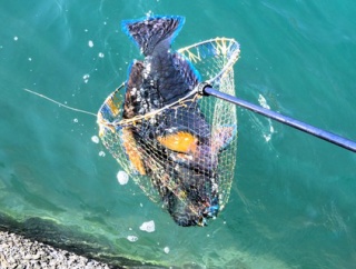 小雪期の室戸岸壁で極上の釣り（実釣編）