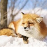 雪に刺さったキツネが発見される（画像あり）