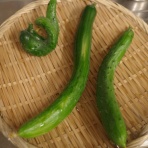 ふかふか亭「思考の領域」