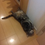 ﾈｺﾁｬﾝのﾆﾝｹﾞﾝ育成日記