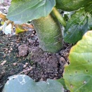 青首大根、出勤しています