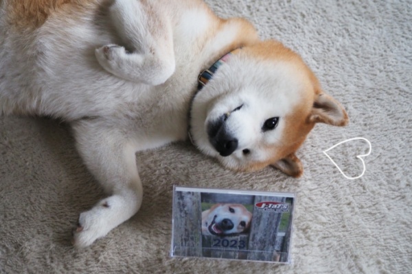 湘南凸凹柴wan日記 サンサンマルシェ Powered By ライブドアブログ