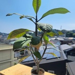 盆栽な感じで…的な！