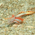 7月13日　セダカカワハギ