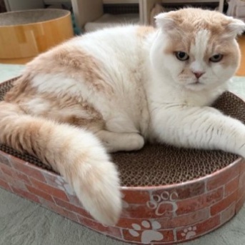 新しい爪とぎと新しいオダマキの花