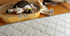 聖子トレーニング