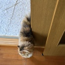 なぎ、奉公に出される