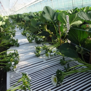 章姫イチゴと有機JAS朝日米　MERRY BERRY